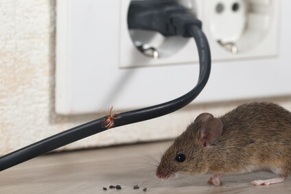 mäuse bekämpfen