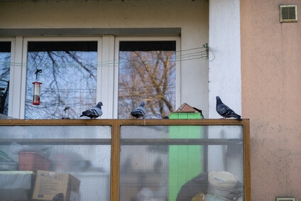 tauben balkon