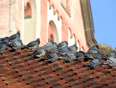 Tauben auf dach