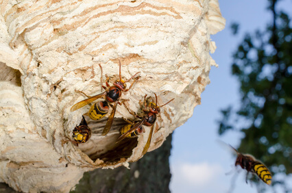 Hornissen am Nest