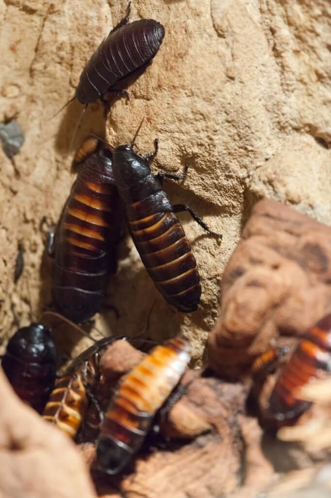 Kakerlaken bekämpfen im Haus