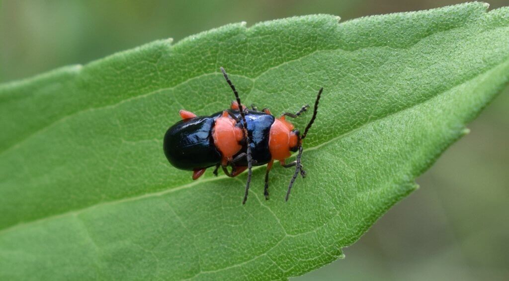 Schädlingsbekämpfung gegen Käfer Motten und Schaben